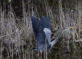 Blue Heron Bend Birding