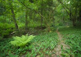 Fern Hollow Slow Walk