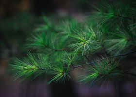 Tonight: Pine Needle Loop